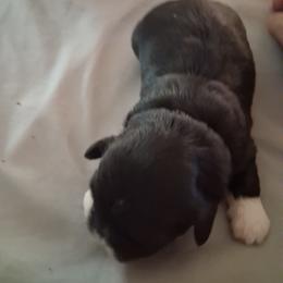Boy 1 - Chocolate male Shih Tzu puppy in Lake Worth, Florida from Shih Tzu Cottage