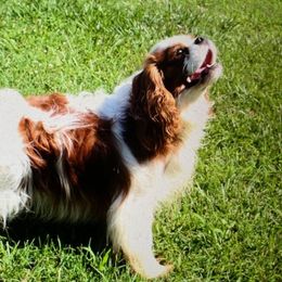 Phoenix - Cavalier King Charles Spaniel