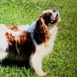 Phoenix - Cavalier King Charles Spaniel