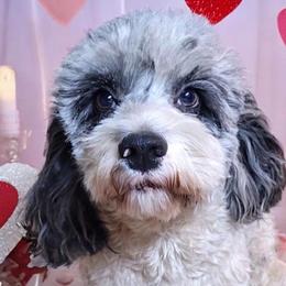 Lillie - Cockapoo