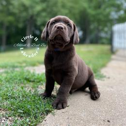 Labrador Retriever Puppies from Circle H Labradors