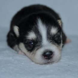 Baby - Black and white male Pomsky puppy in Clarkston, Utah from Red Rock Ranch Breeders