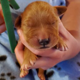 Green - Dark golden male Golden Retriever puppy in Lanesboro, Minnesota from Eagle Ridge Golden Retrievers