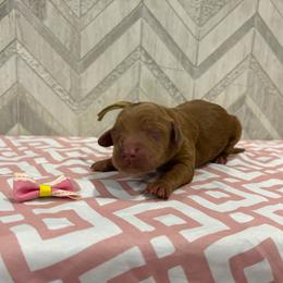 Marina - Red  female Goldendoodle puppy in Camden, North Carolina from Oopsie Doodles of NC