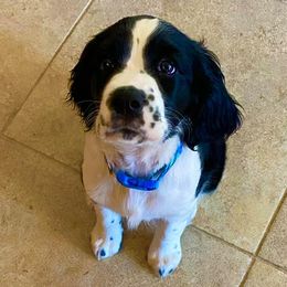 English Springer Spaniels from Sundance Family Springers