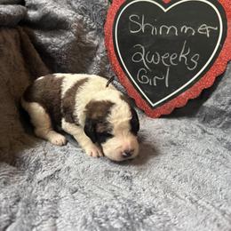 Shimmer - Brown and white female Saint Berdoodle puppy in Traverse City, Michigan from Bare Paws Saint Berdoodles