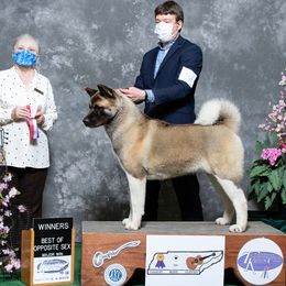 Kaida - Akita