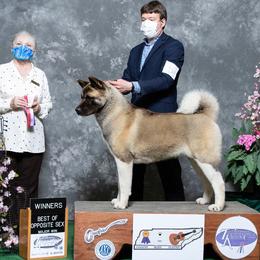 Kaida - Akita