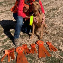 Wirehaired Vizslas from AcornnAcres Wirehaired Vizslas