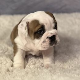 Bulldog Puppies from Sweet Rolls