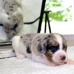 Megalodon - male Australian Mountain Doodle puppy in Decatur, Illinois from Signature Doodles