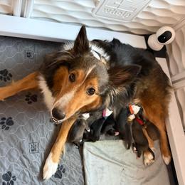 Pink - Sable and white female Shetland Sheepdog puppy in Katy, Texas from Sherock’s Shelties