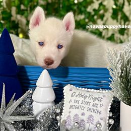 Siberian Husky Puppies from Nova’s Puppy Haven