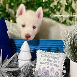Siberian Husky Puppies from Nova’s Puppy Haven