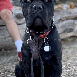Cane Corso from Mudville Cane Corso