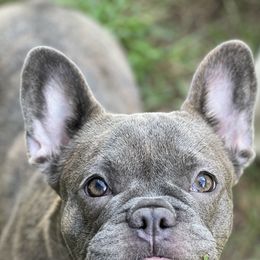 Boston Terriers and French Bulldogs from Down With Dog