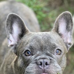 Boston Terriers and French Bulldogs from Down With Dog