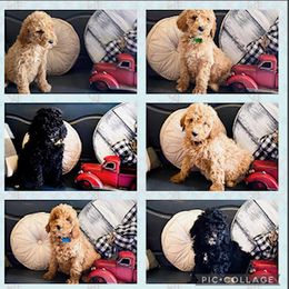 Goldendoodle and Labradoodle Puppies from Blessing Labradoodles, Goldendoodles, standard and mini’s