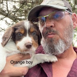 Boy 2 - Brittany puppy in Neenah, Wisconsin from American Stashe Birddogs