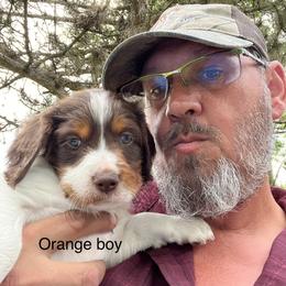 Boy 2 - Brittany puppy in Neenah, Wisconsin from American Stashe Birddogs