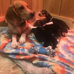 Beagle Puppies from Beech Grove Beagles