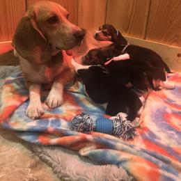 Beagle Puppies from Beech Grove Beagles