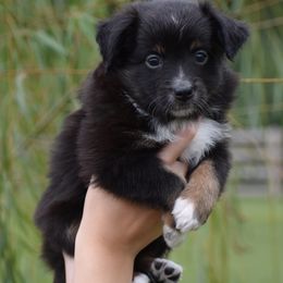 Opal - Black tri female Miniature American Shepherd puppy in Chocowinity, North Carolina from Foxtail Hollow
