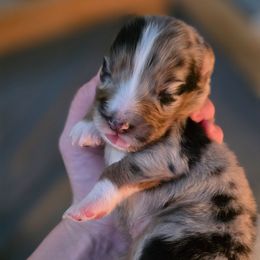 Hudson - Blue merle male Australian Shepherd puppy in Solon, Maine from Mountain Range Australian Shepherds
