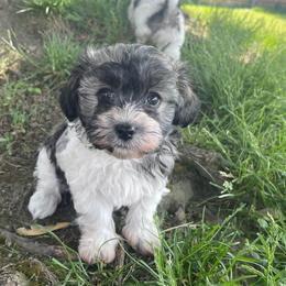 Havanese from Happiness in Havanese