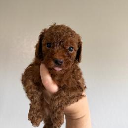 Bubbles - Red male Cavapoo puppy in Fort Worth, Texas from Aloha Paradise Poodles LLC