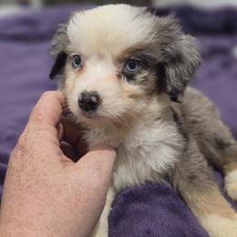 Lula - Blue merle female Miniature American Shepherd puppy in Delta, Ohio from Sunrise Miniature American Shepherds