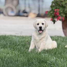 Labrador Retriever puppies from Kamrose Labradors