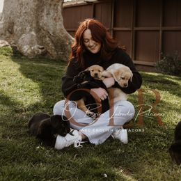 Labrador Retriever Puppies from O’Brien Labrador Retrievers
