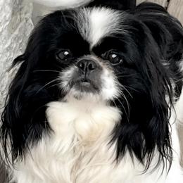 Baby - Pekingese
