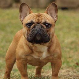 Tiny Man - French Bulldog