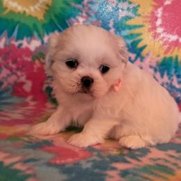 Petunia - White female Shih Tzu puppy in Silver Springs, Nevada from Meadowlyn's Dream Shih Tzu
