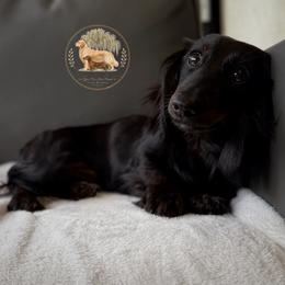 Iris - Black and tan female Dachshund puppy in Lumber City, Georgia from Willow Run LLC