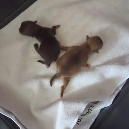 Choc. Sable Girl - Chocolate sabled fawn female Chihuahua puppy in Richmond, Virginia from Breens