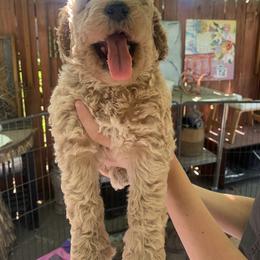 Goldendoodle Puppies from Columbia River Doodles