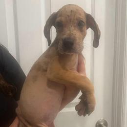 Supergirl - Merle female Great Dane puppy in Florida from Beachside Kennels