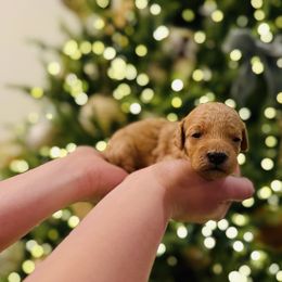 Boy 2 - Cream male Goldendoodle puppy in Midland, Texas from Doodlealltheway