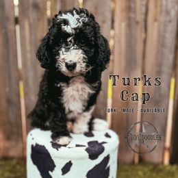 Turk - White and black male Bordoodle puppy in Elizabeth City, North Carolina from Howdy Doodles