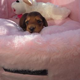 Asher- price 2,140 - Chocolate male Dachshund puppy in Bristol, Tennessee from It's Mini Wieners Baby