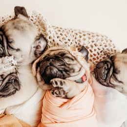 Pugs from Winnie’s Pugs