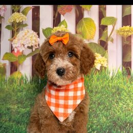 Tecca - Apricot female Goldendoodle puppy in Pocasset, Massachusetts from Mini Goldendoodles of Cape Cod