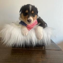 Angelica Pickles - Black white and tan female Collie puppy in Chilhowie, Virginia from Jolly Collies