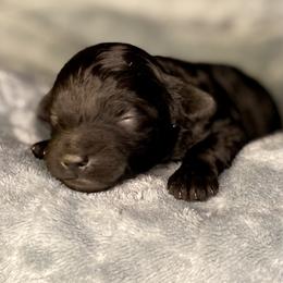 Boy 1 - Black male Havapoo puppy in Tropic, Utah from Lady Paws-Kara