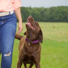 Labrador Retrievers from Southern Belle Kennels