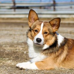 Cache - Pembroke Welsh Corgi