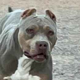 American Bullies, Boerboels, and Cane Corso from PaPaws Gotta Love It Kennels